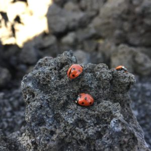 Etna Excursion