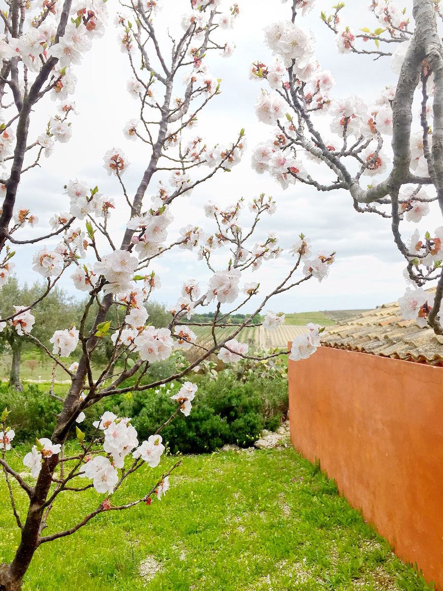 Sicily Wine Tour