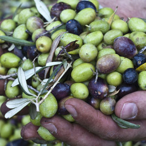 Sicilian olive oil extravergine