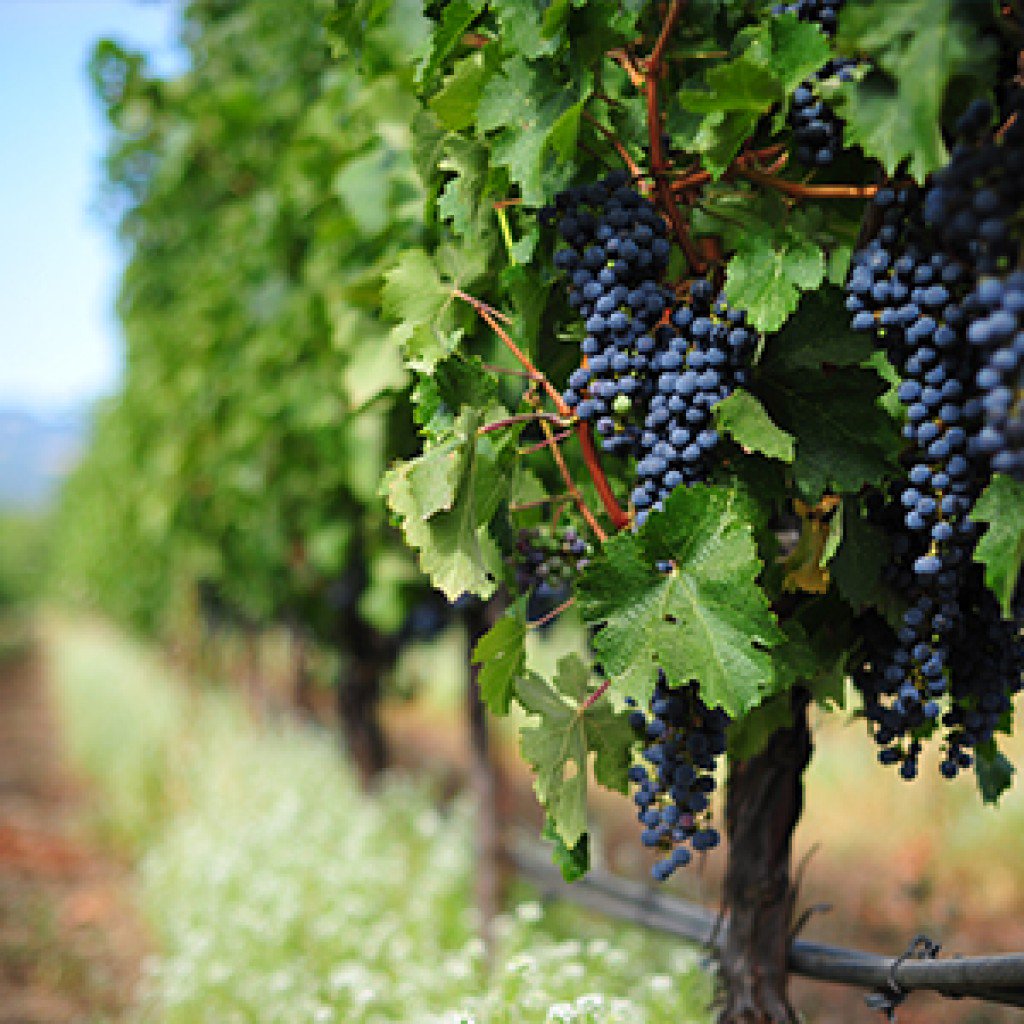Mount Etna Wine Tour