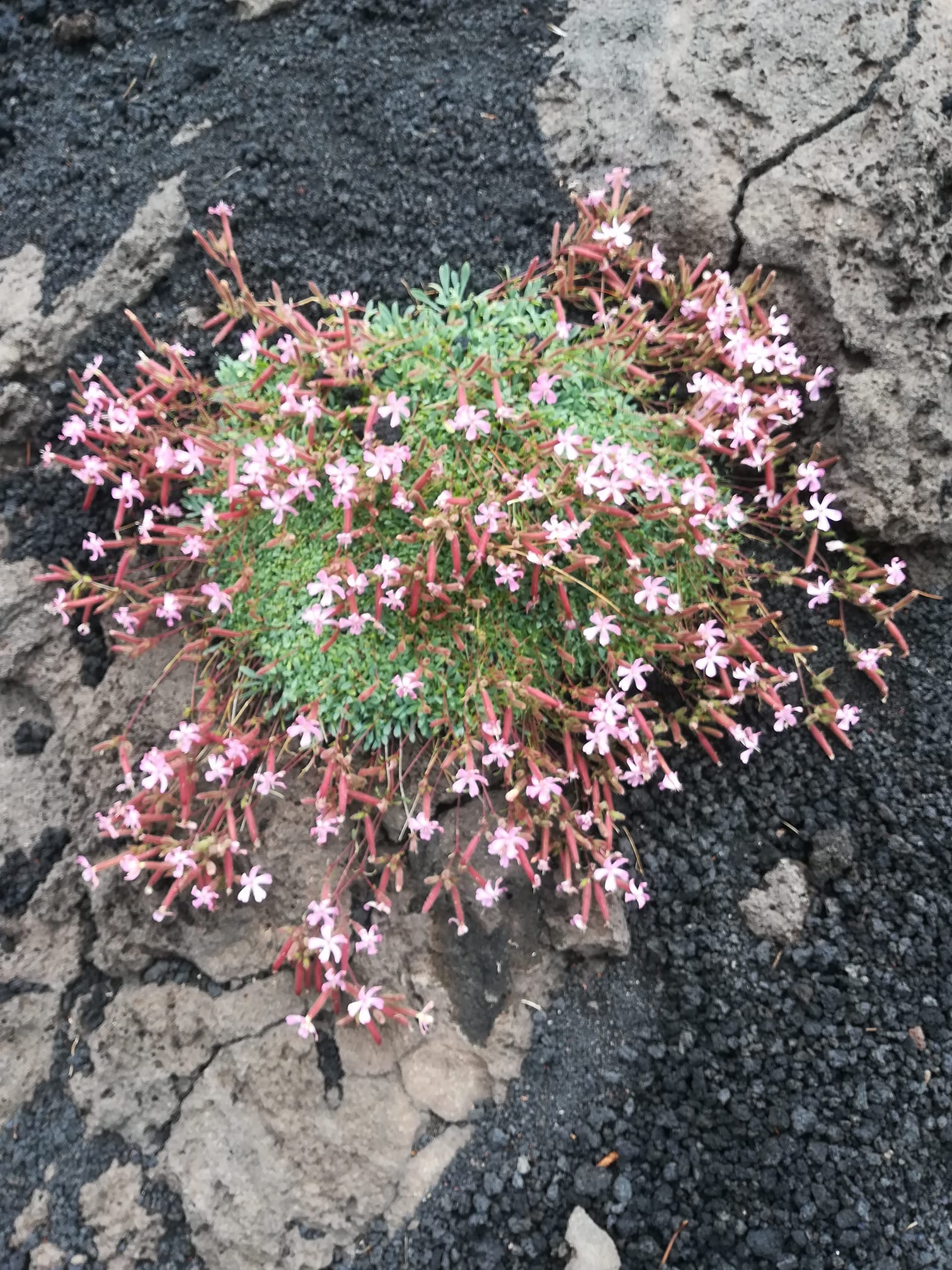 vegetation of Etna