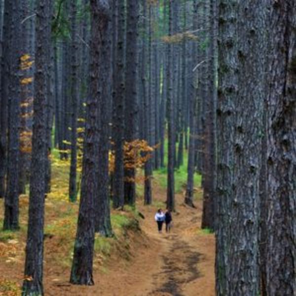 etna tree pine