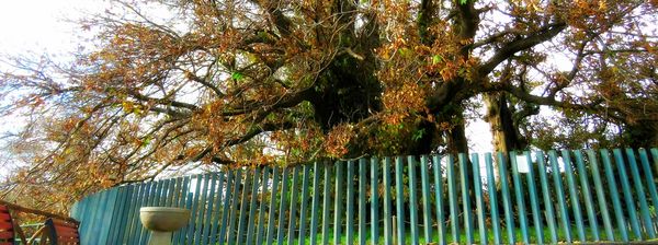 etna tree chestnut