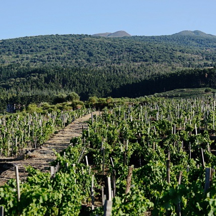 Mount Etna Winery