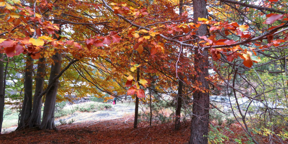 etna autunno (1)