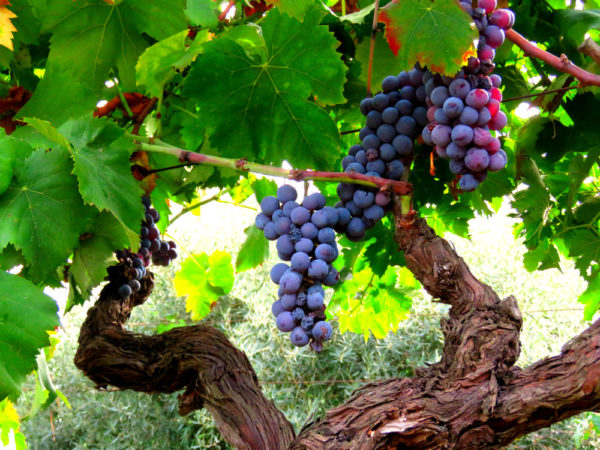 etna autunno (2)