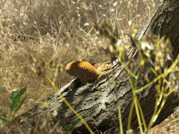 etna mushrooms 2