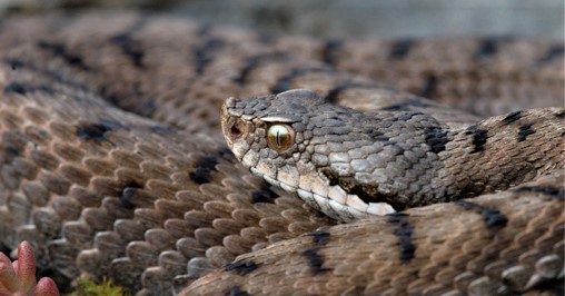 etna snakes viper