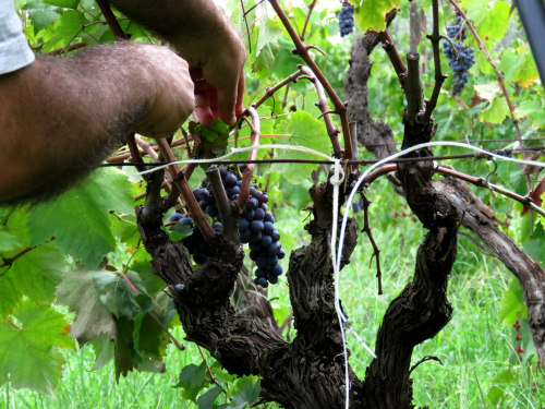 etna wineries 2