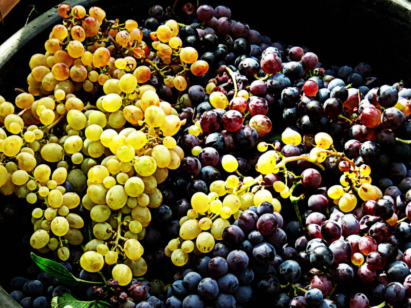 etna wineries