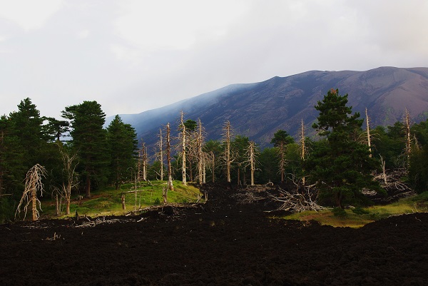 etna donkey1