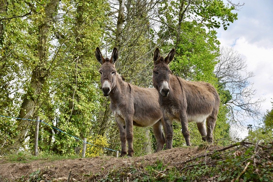 etna donkey