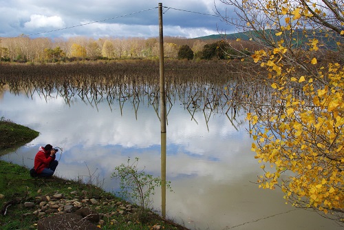 gurrida vines