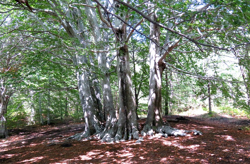 giant trees etna