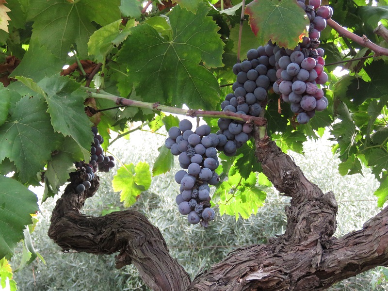 harvest trad 1