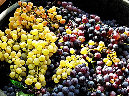 harvest trad 2
