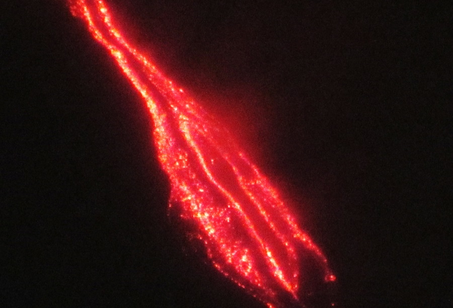 eruption 1971