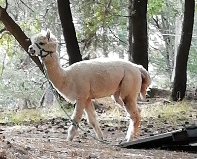 alpaca on Etna