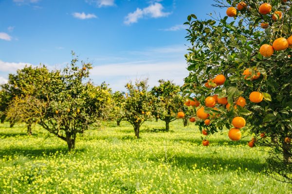 Sicily Oranges