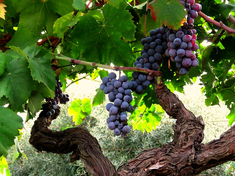 vini etna 001