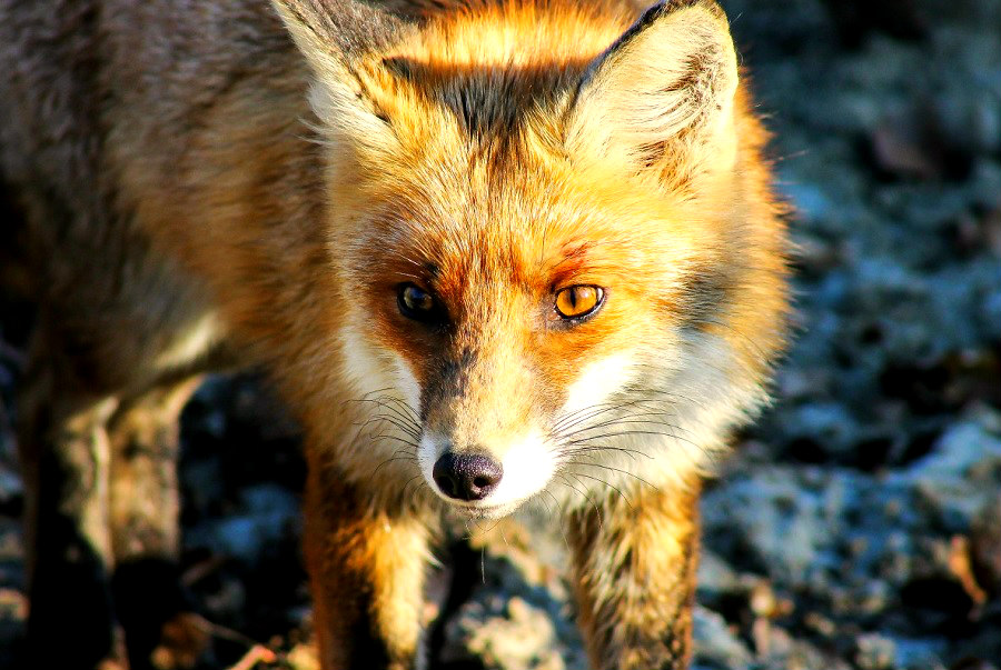 etna fox