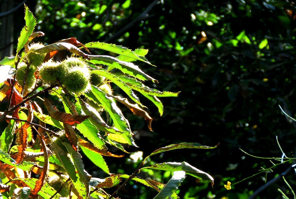 chestnut sant'alfio