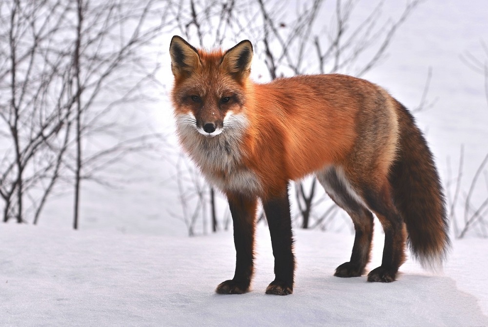 etna fox