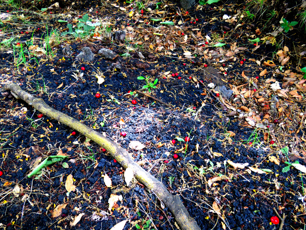 woods walking stick