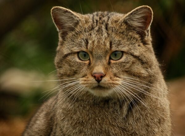 etna wild cat 2