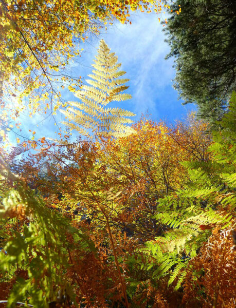 FERNS2