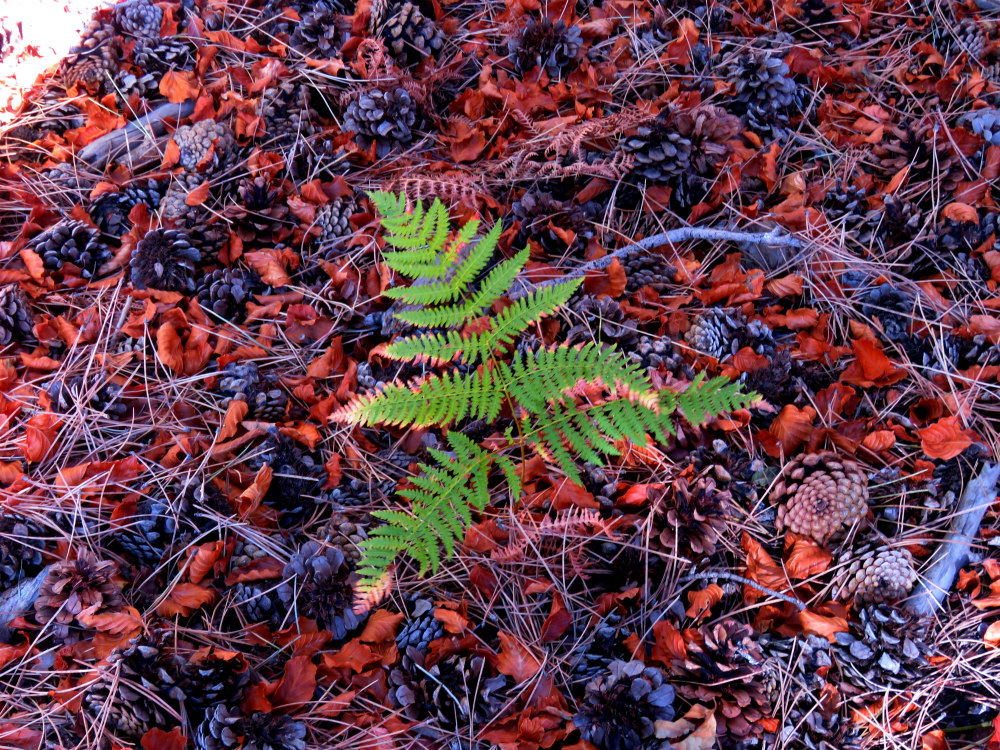 FERNS