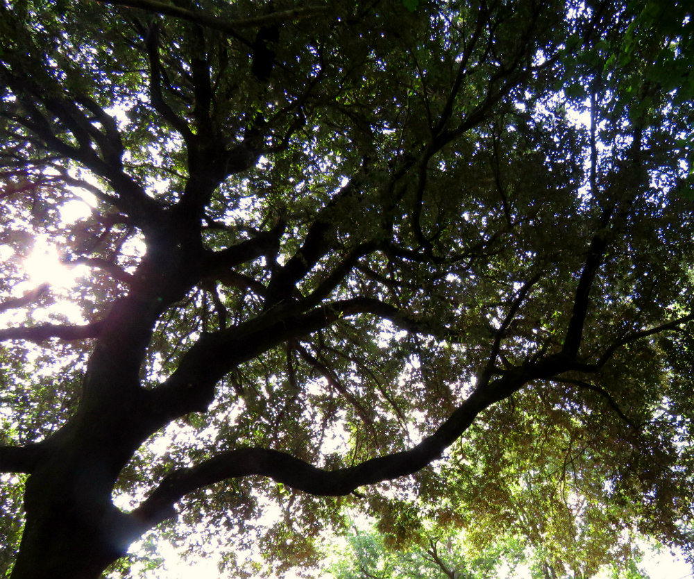 caraffara oak tree