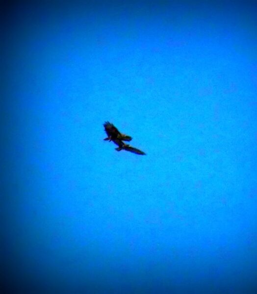 eagle buzzard 2