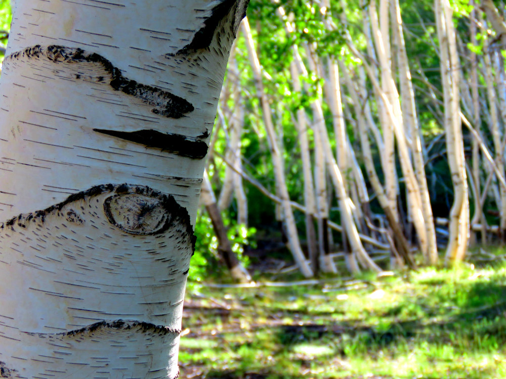 ETNA BIRCH TREE