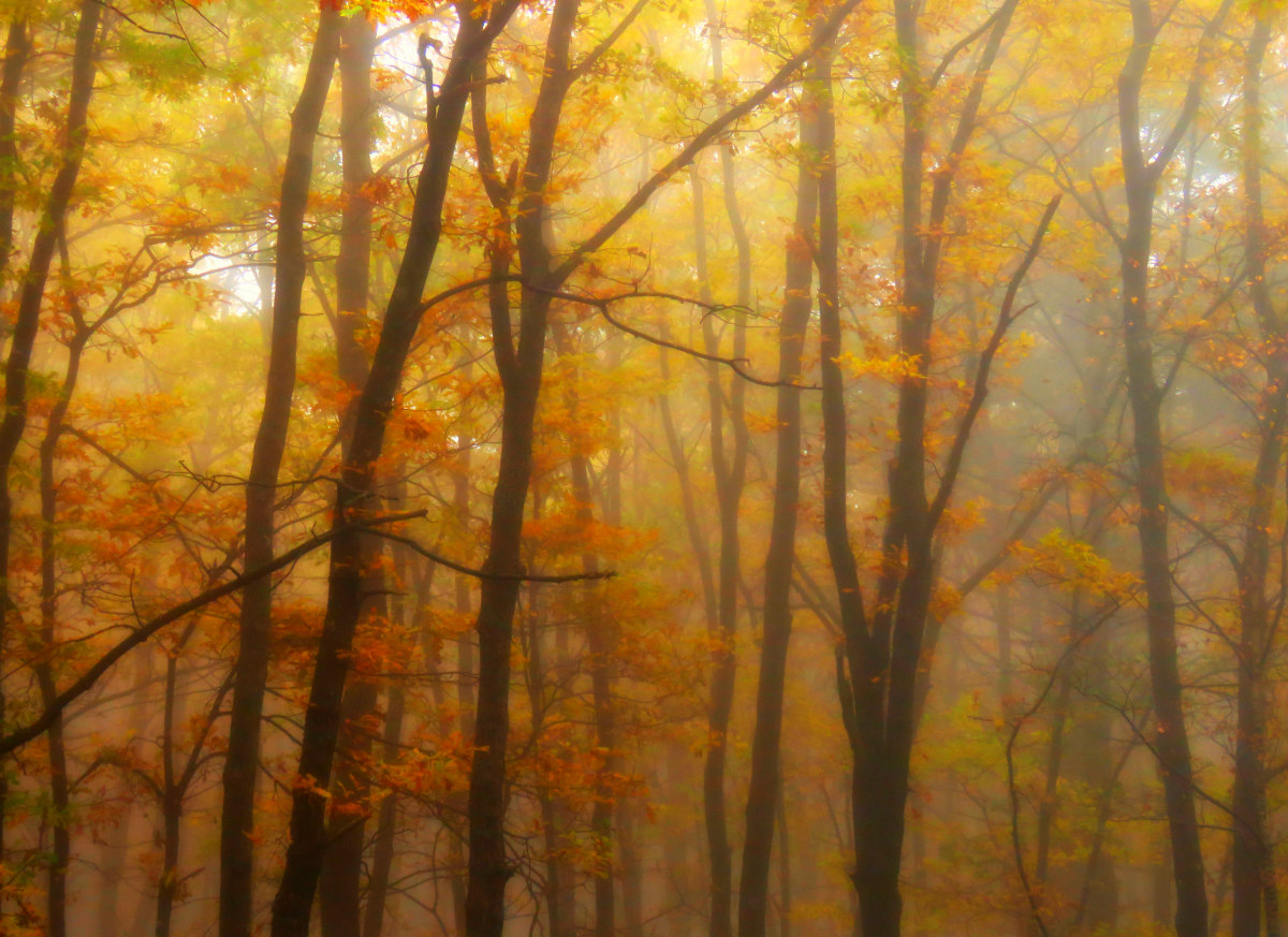 autumn activity_