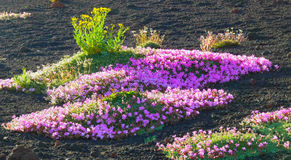 etna spring ideas