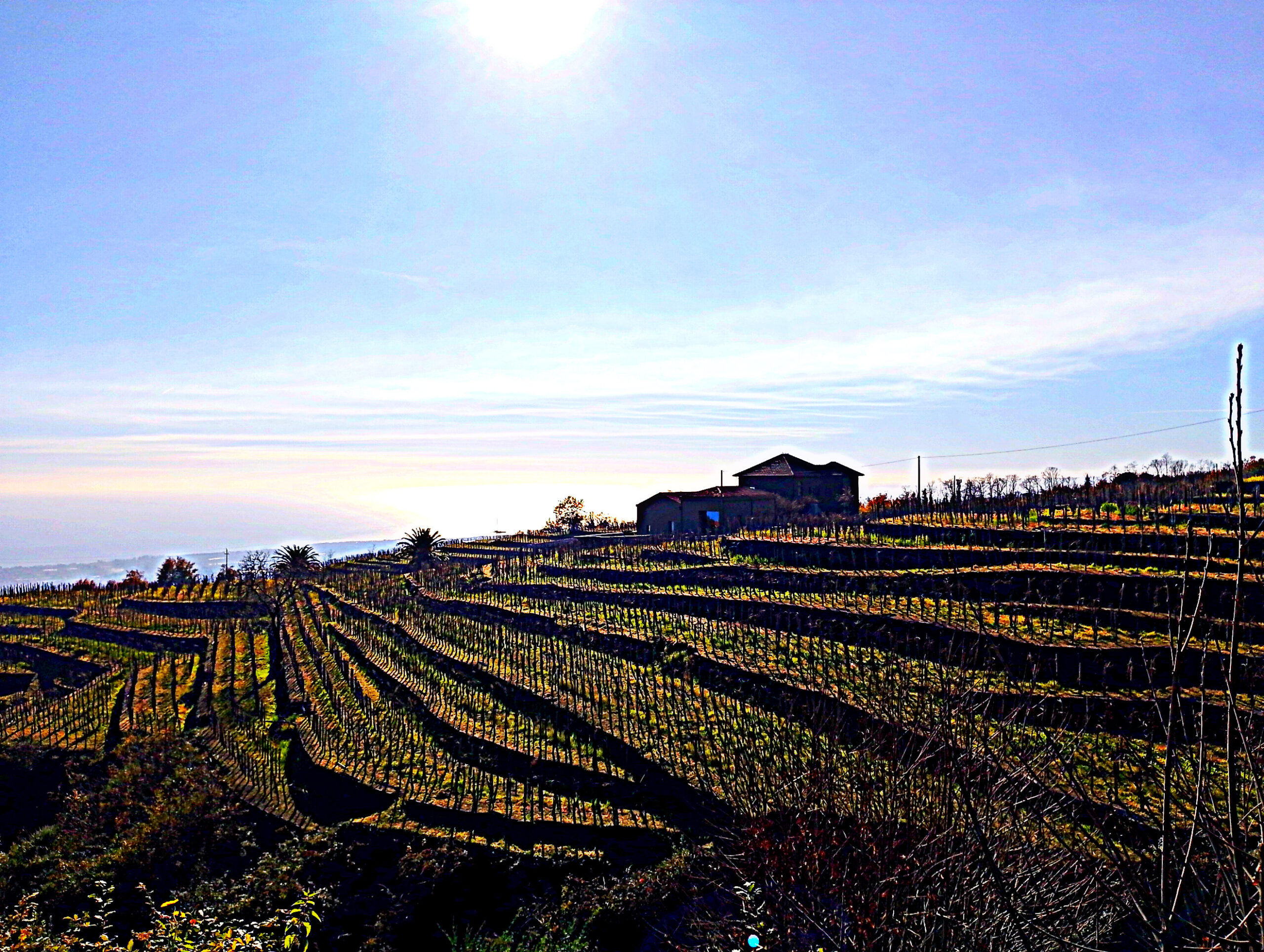 ETNA WINE25
